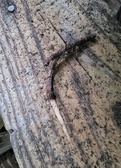 Enlarge photo 111