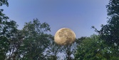 Enlarge photo 198