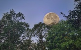 Enlarge photo 196