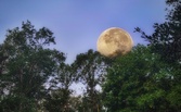Enlarge photo 195
