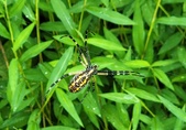 Enlarge photo 219