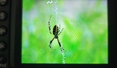 Enlarge photo 228