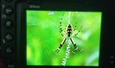 Enlarge photo 234