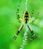 Enlarge photo 233
