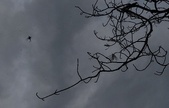 Enlarge photo 253