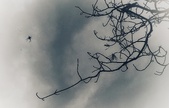 Enlarge photo 254
