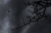 Enlarge photo 255