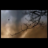 Enlarge photo 257