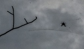 Enlarge photo 259