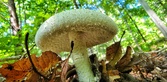 Enlarge photo 291