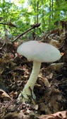 Enlarge photo 295
