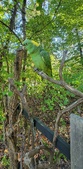 Enlarge photo 400