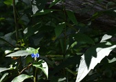 Enlarge photo 45