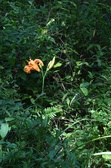 Enlarge photo 66