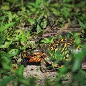 Enlarge photo 74