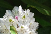 Enlarge photo 84