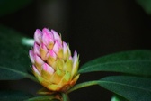Enlarge photo 85