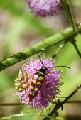 Enlarge photo 96