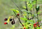 Enlarge photo 97