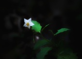 Enlarge photo 109