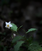 Enlarge photo 108