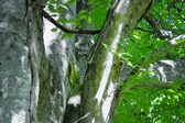 Enlarge photo 180