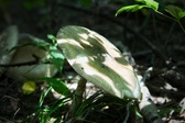 Enlarge photo 179