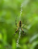 Enlarge photo 226
