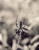 Enlarge photo 225
