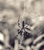 Enlarge photo 223