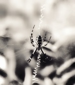 Enlarge photo 230