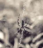 Enlarge photo 229