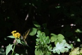 Enlarge photo 301