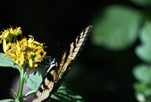 Enlarge photo 300