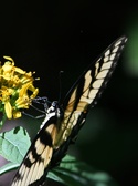Enlarge photo 299