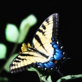 Enlarge photo 306