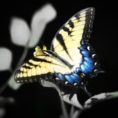 Enlarge photo 309