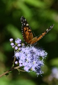 Enlarge photo 308