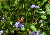 Enlarge photo 307