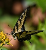 Enlarge photo 313
