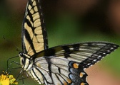 Enlarge photo 311
