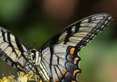 Enlarge photo 318