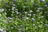 Enlarge photo 317