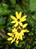 Enlarge photo 315