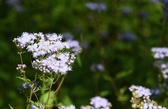 Enlarge photo 321