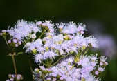 Enlarge photo 320