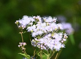 Enlarge photo 319