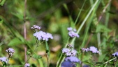 Enlarge photo 324