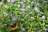Enlarge photo 323