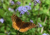 Enlarge photo 329